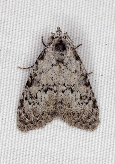 Meganola minuscula Nolidae