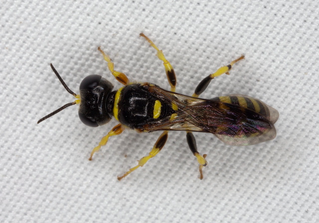 Crossocerus (Blepharipus) nitidiventris Crabronidae