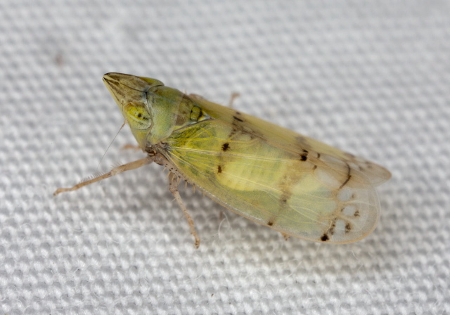 Japananus hyalinus Cicadellidae