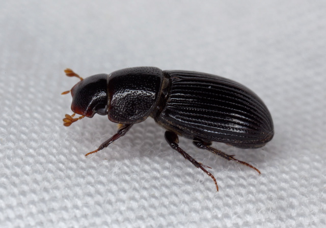 Ataenius sp. Scarabaeidae