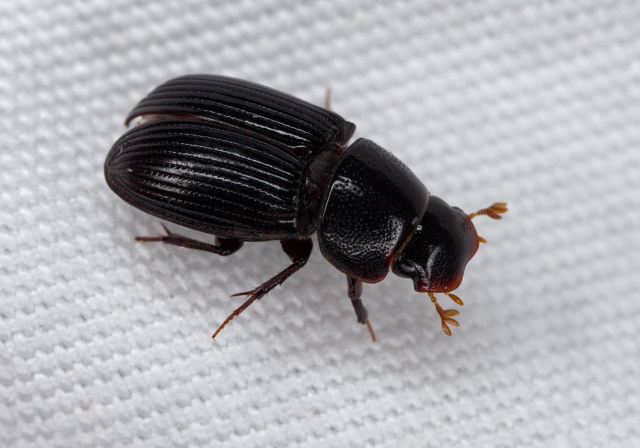 Ataenius sp. Scarabaeidae