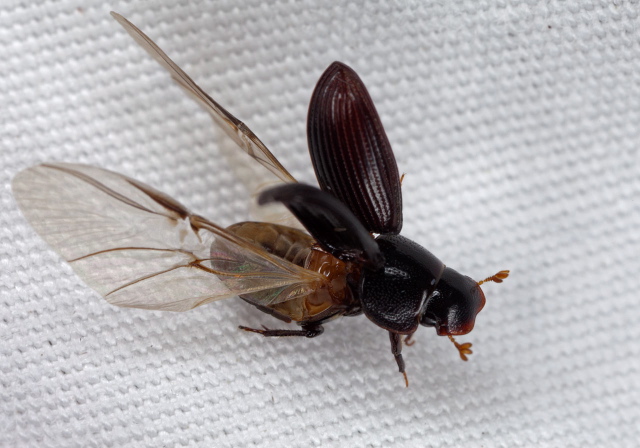 Ataenius sp. Scarabaeidae