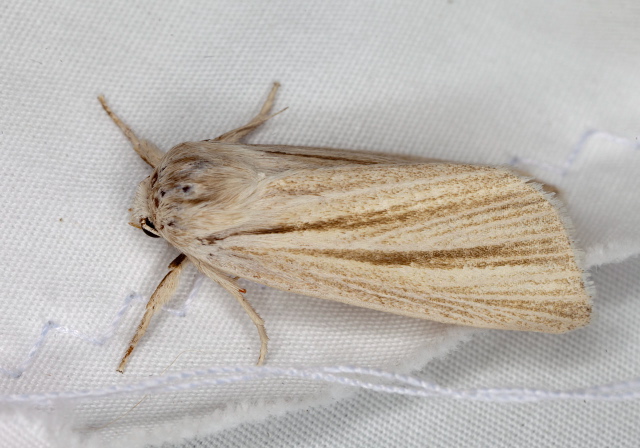 Simyra insularis Noctuidae