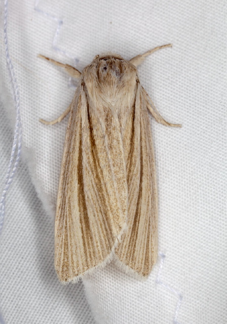 Simyra insularis Noctuidae