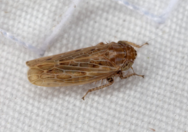 Amplicephalus osborni? Cicadellidae