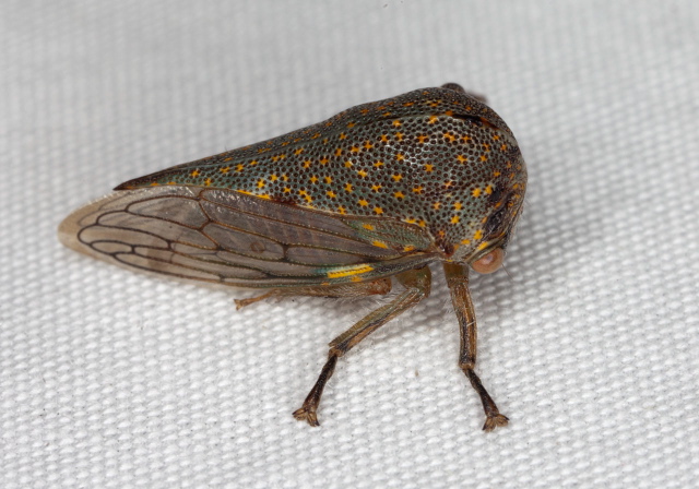 Platycotis vittata Membracidae