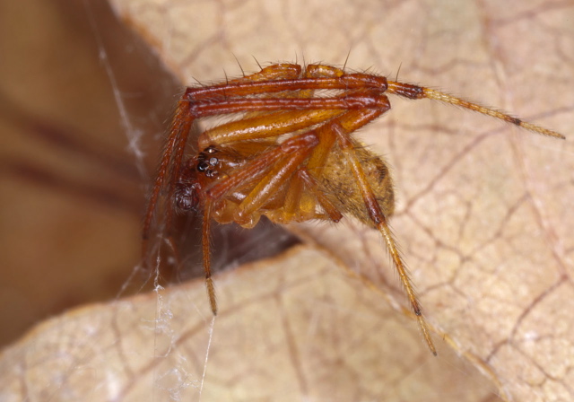   Theridiidae