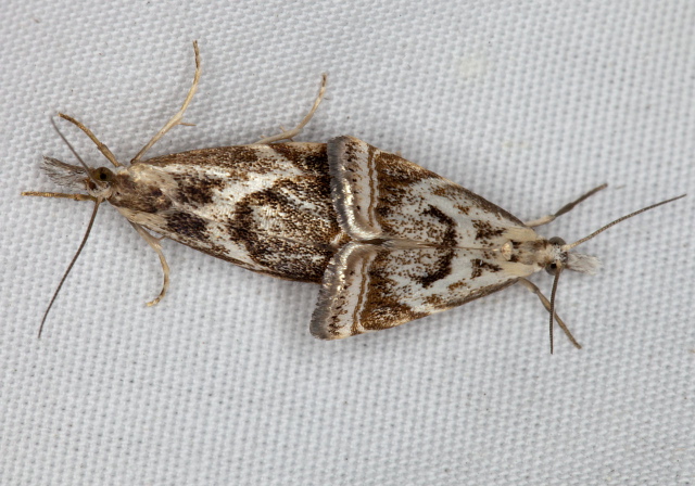 Microcrambus elegans Crambidae