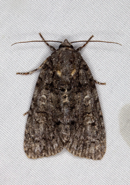 Acronicta afflicta? Noctuidae