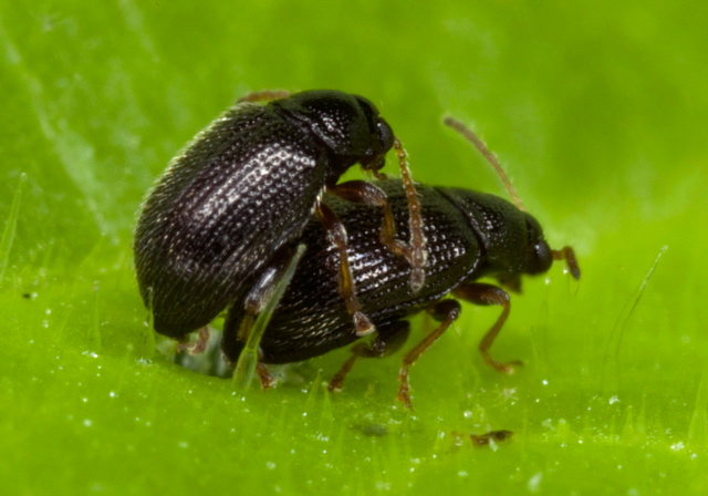 Epitrix cucumeris Chrysomelidae