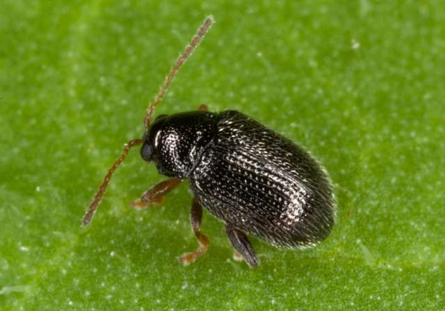 Epitrix cucumeris Chrysomelidae