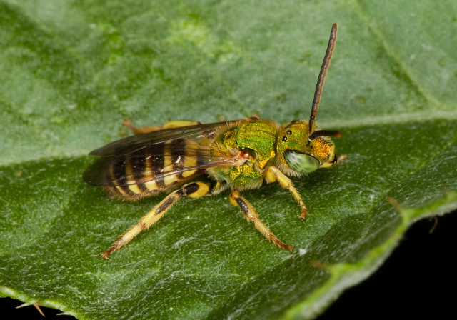 Agapostemon virescens? Halictidae