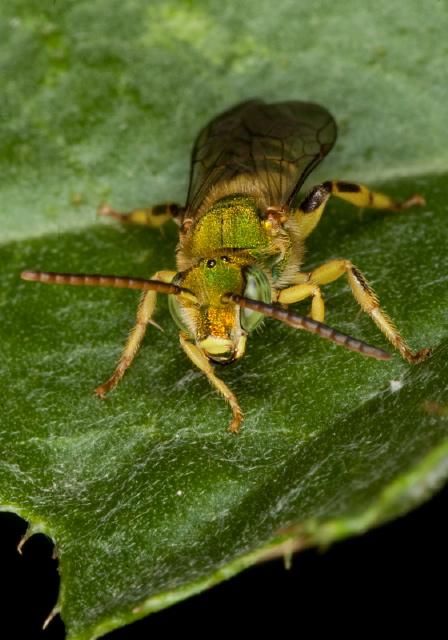 Agapostemon virescens? Halictidae