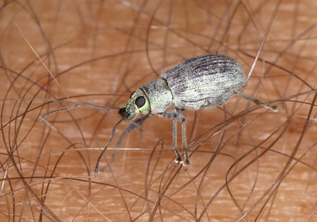 Cyrtepistomus castaneus Curculionidae