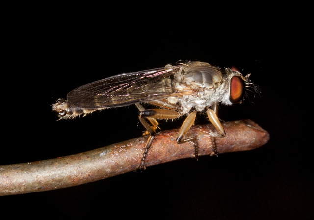 Ommatius gemma Asilidae