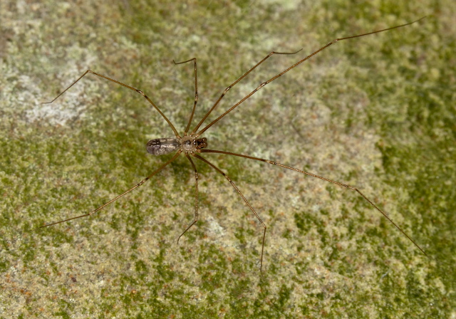 Pholcus manueli? Pholcidae