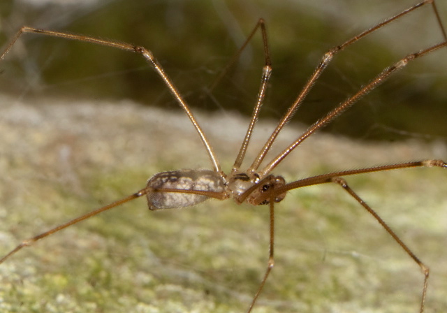 Pholcus manueli? Pholcidae