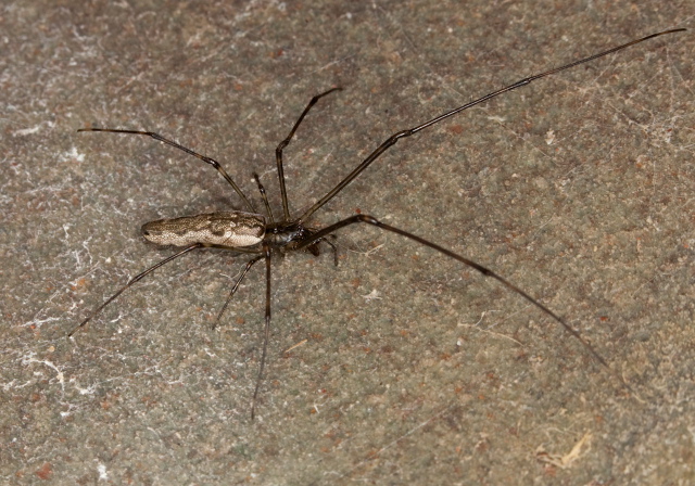 Tetragnatha versicolor? Tetragnathidae