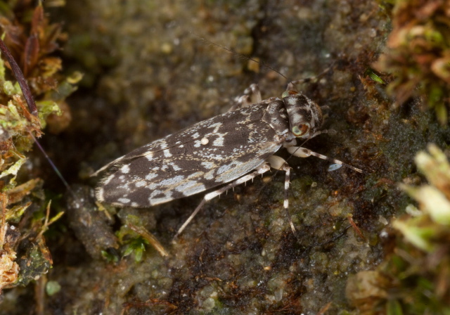 Stimulopalpus japonicus Amphientomidae