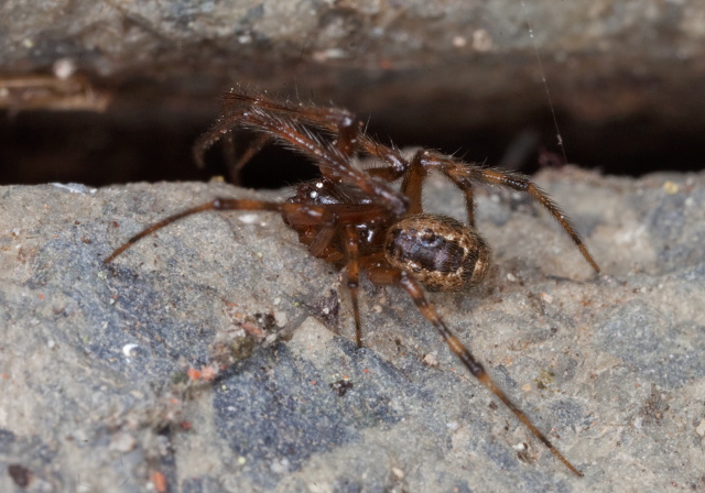   Theridiidae