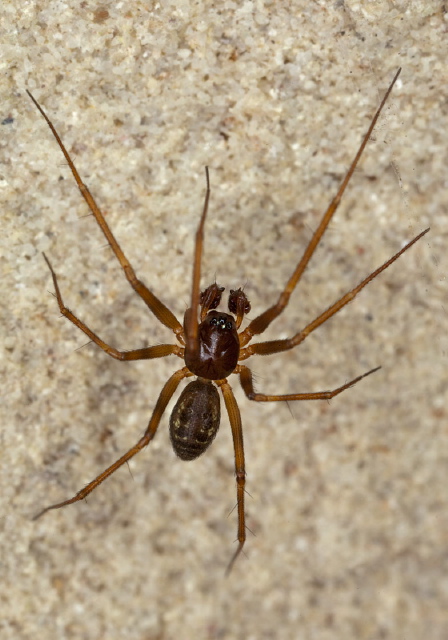 Steatoda sp.? Theridiidae