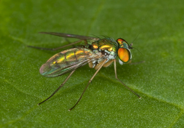 Condylostylus caudatus group? Dolichopodidae