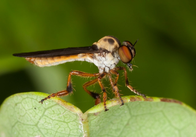 Holcocephala abdominalis? Asilidae