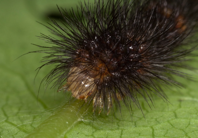 Hypercompe scribonia? Erebidae