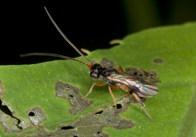   Braconidae