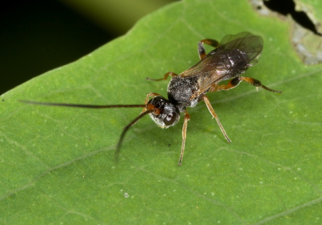   Braconidae