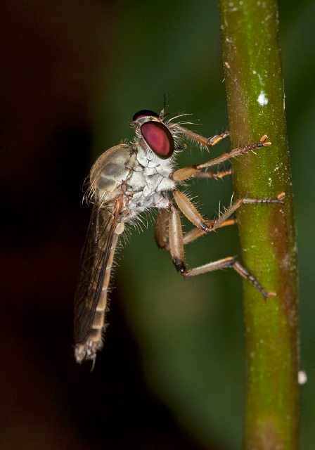 Ommatius gemma Asilidae