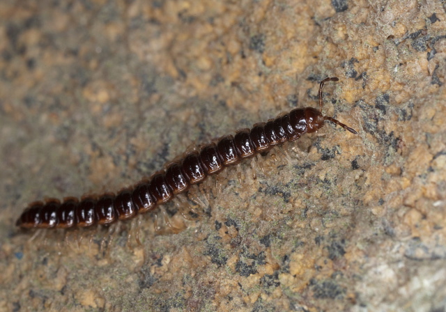 Oxidus gracilis Paradoxosomatidae