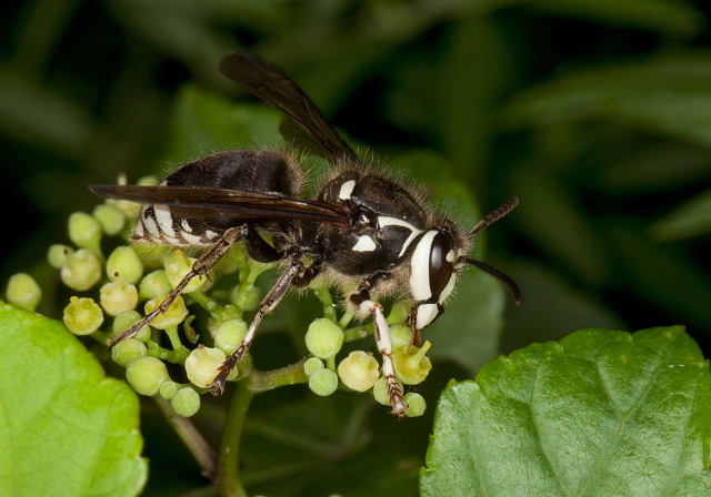 Dolichovespula maculata Vespidae