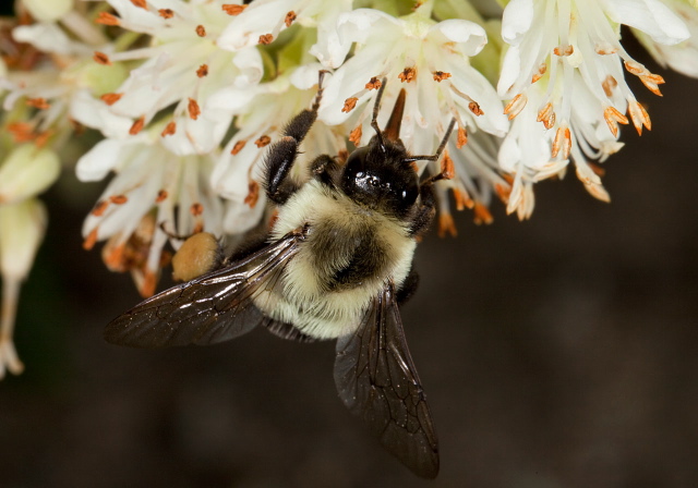 Bombus (Pyrobombus) impatiens Apidae