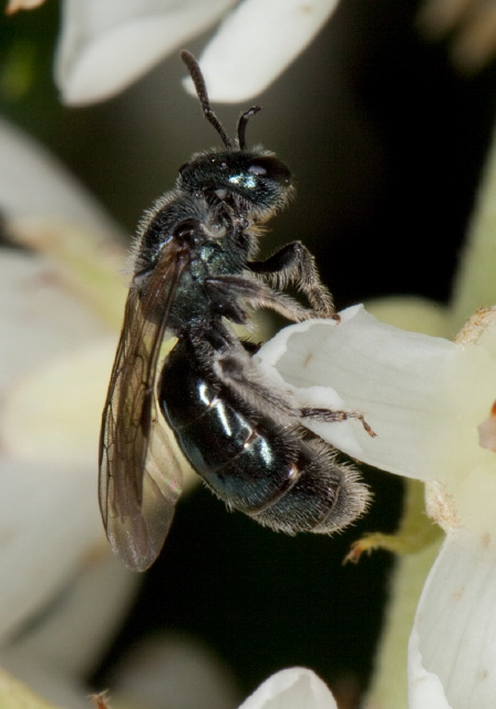 Lasioglossum (Dialictus) sp. Halictidae