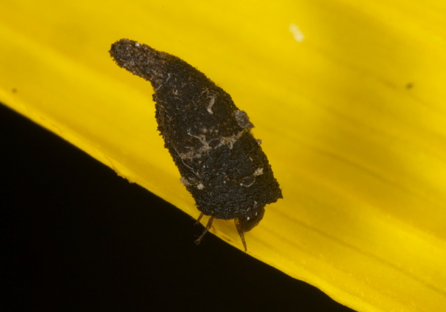 Exema sp. Chrysomelidae