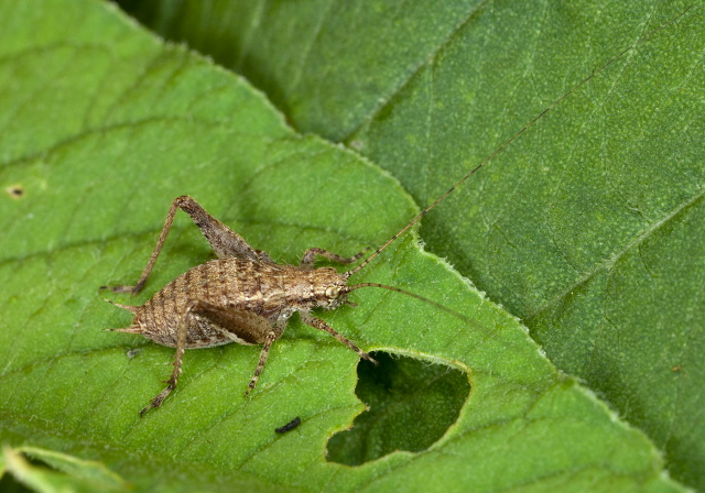 Hapithus agitator? Gryllidae