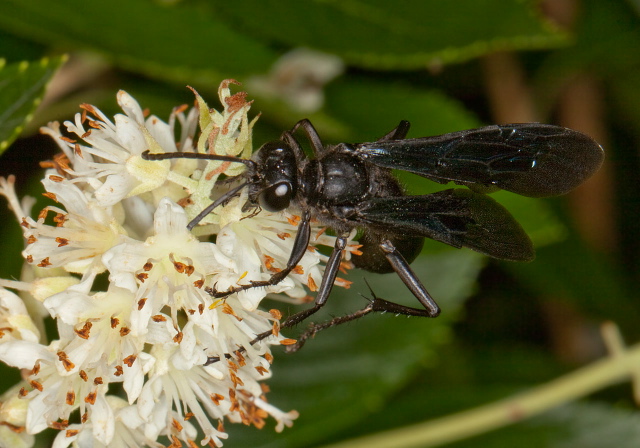 Sphex pensylvanicus Sphecidae