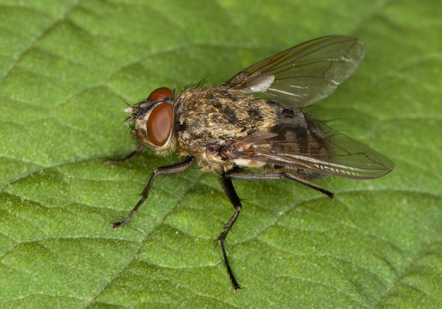 Pollenia vagabunda? Calliphoridae