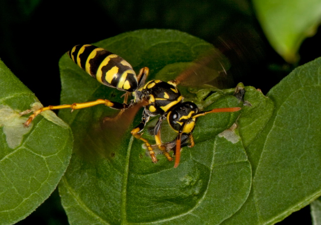 Polistes dominulus Vespidae