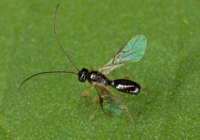   Braconidae