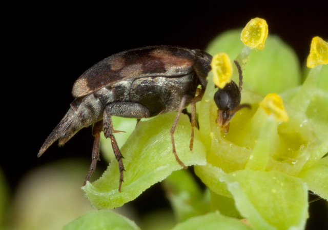 Falsomordellistena pubescens Mordellidae