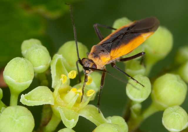 Lopidea sp. Miridae