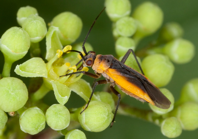 Lopidea sp. Miridae