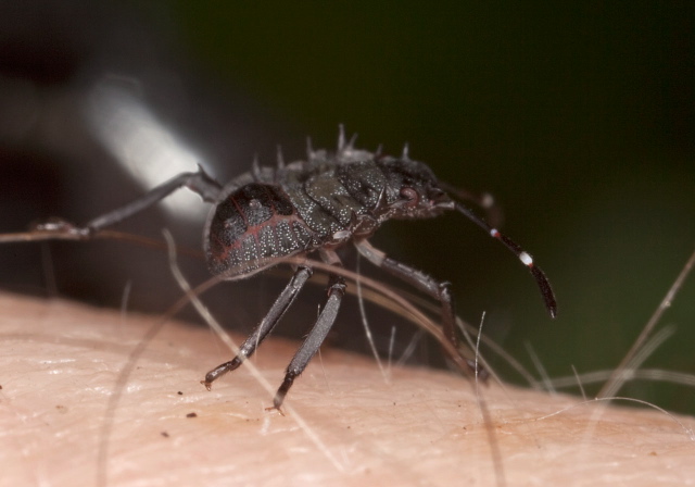 Halyomorpha halys Pentatomidae