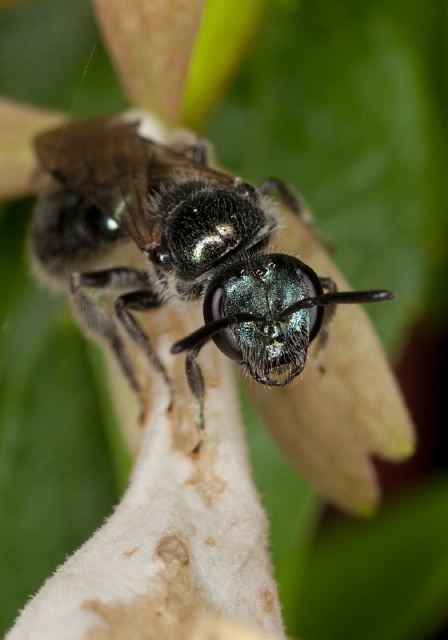 Lasioglossum (Dialictus) sp. Halictidae