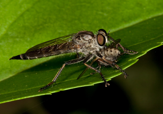 Machimus maneei? Asilidae