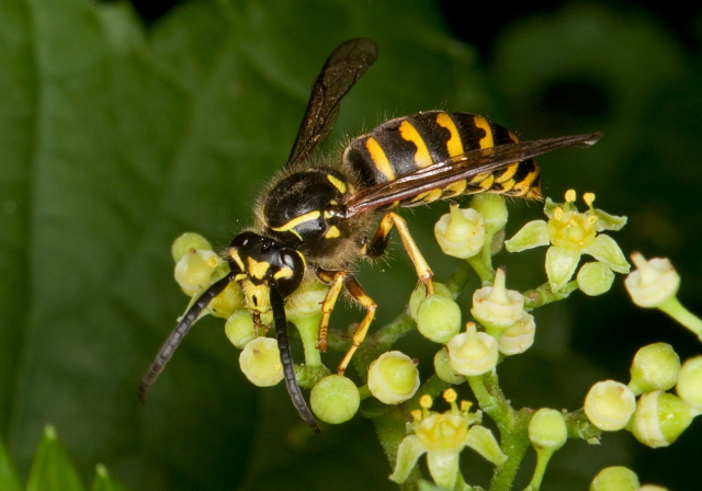 Dolichovespula arenaria Vespidae