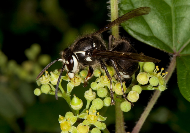 Dolichovespula maculata Vespidae