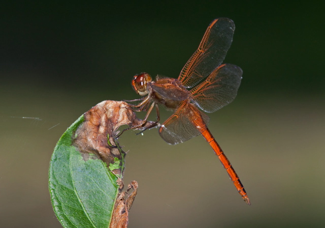 Libellula needhami Libellulidae